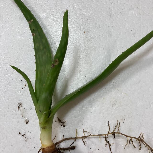 無農薬 アロエベラ アロエベラの苗 多肉植物 食用健康野菜 観賞植物 薬草の通販 By エルモプロフお読み下さい S Shop ラクマ 無農薬 アロエベラ アロエベラの苗 多肉植物 食用健康野菜 観賞植物 薬草の通販 By エルモプロフお読み下さい S Shop ラクマ