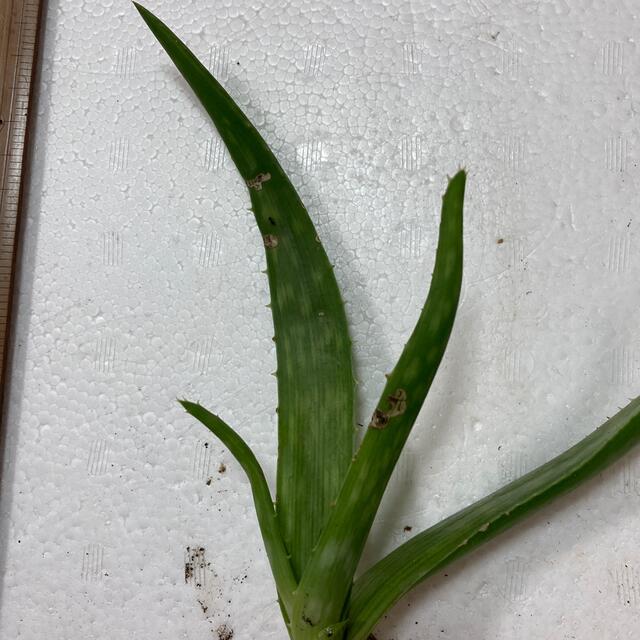 無農薬 アロエベラ アロエベラの苗 多肉植物 食用健康野菜 観賞植物 薬草の通販 By エルモプロフお読み下さい S Shop ラクマ 無農薬 アロエベラ アロエベラの苗 多肉植物 食用健康野菜 観賞植物 薬草の通販 By エルモプロフお読み下さい S Shop ラクマ