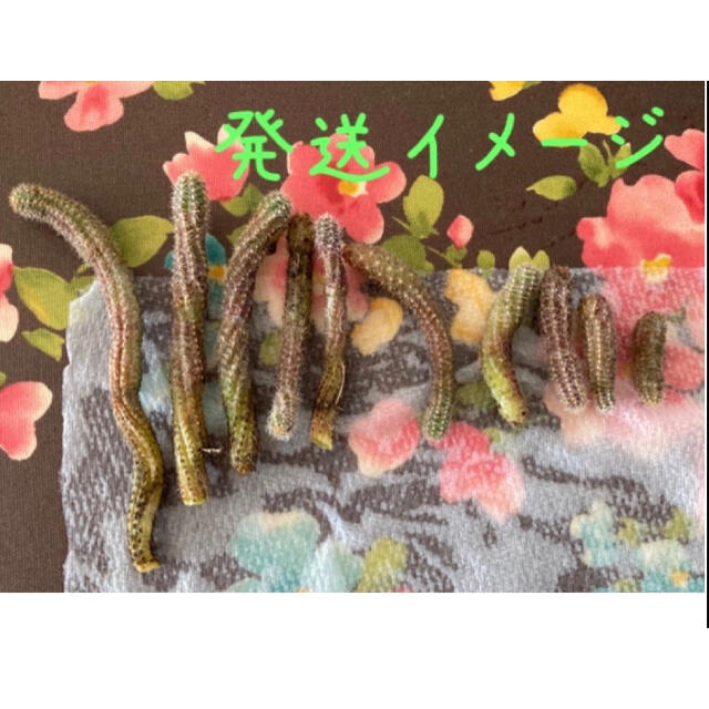 サボテン白檀10粒(本)＋多肉植物おまけ ハンドメイドのフラワー/ガーデン(その他)の商品写真