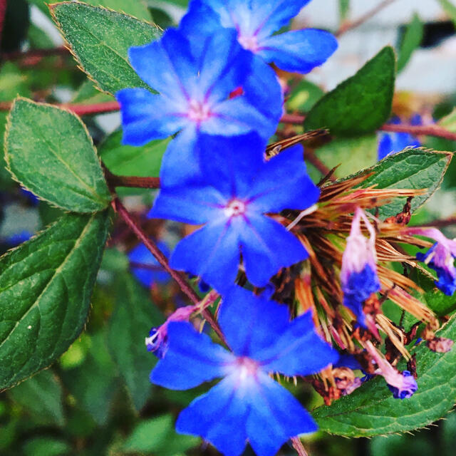 花の苗　ブータンルリマツリ　苗