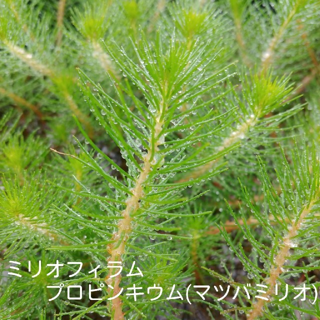 (水草･水上葉)　水草８種ボリュームセット その他のペット用品(アクアリウム)の商品写真