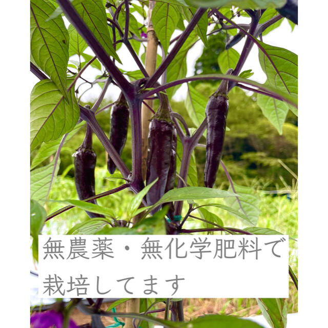 ✴︎増量キャンペーン実施中✴︎大和伝統野菜認定　紫唐辛子 食品/飲料/酒の食品(野菜)の商品写真