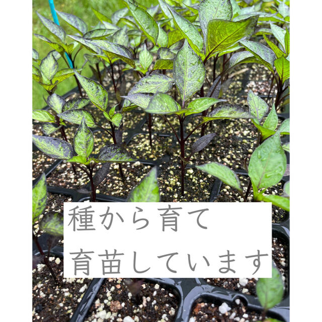 ✴︎増量キャンペーン実施中✴︎大和伝統野菜認定　紫唐辛子 食品/飲料/酒の食品(野菜)の商品写真