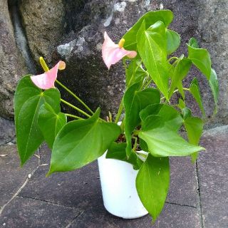 観葉植物　アンスリウム　ピンク(その他)