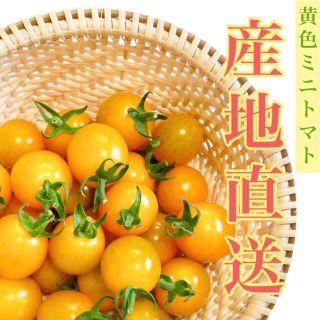 ミニトマト 1kg  [農学博士のDr.トマト] 採れたて☘️産地直送いたします(野菜)