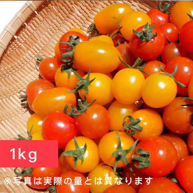 ミニトマト 1kg  [農学博士のDr.トマト] 採れたて☘️産地直送いたします 食品/飲料/酒の食品(野菜)の商品写真