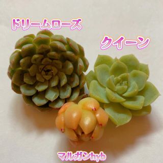 多肉植物 カット苗セット(土日限定SALE)(その他)