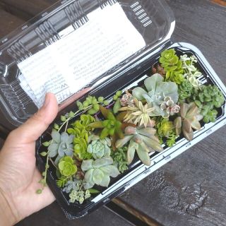 あじさい苗 紫陽花苗 アジサイ苗 根付き 渦アジサイ おたふく 抜き苗 1本の通販 By コムちゃん S Shop ラクマ あじさい苗 紫陽花苗 アジサイ苗 根付き 渦アジサイ おたふく 抜き苗 1本の通販 By コムちゃん S Shop ラクマ