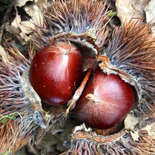 期間限定　熊本県産　とれたて生栗　大粒　完全無農薬(野菜)