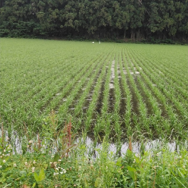 とっておきし福袋 令和2年産栃木県特一等米コシヒカリ30キロ無農薬にてつくたお米です 米/穀物 とっておきし福袋 令和2年産栃木県特一等米コシヒカリ30キロ無農薬にてつくたお米です 米/穀物