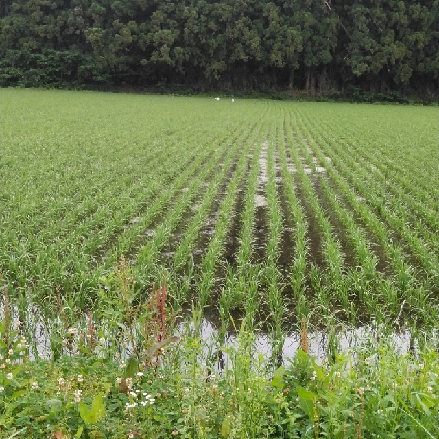 食品令和2年産栃木県特一等米コシヒカリ30キロ無農薬にてつくたお米です