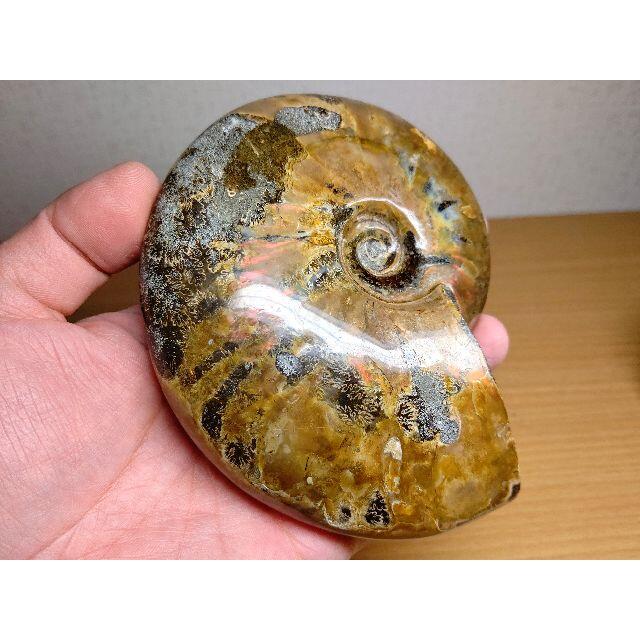 日本全国送料無料商品 特集 アンモナイト 化石 779g アンモライト化 宝石 原石 ジュエリー その他