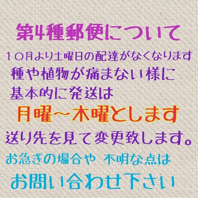 レインボーラディッシュ 小かぶ はつかだいこん 野菜種 食品/飲料/酒の食品(野菜)の商品写真