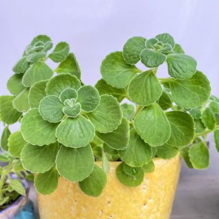 虫除けアロマの通販 0点以上 虫除けアロマを買うならラクマ 虫除けアロマの通販 0点以上 虫除けアロマを買うならラクマ
