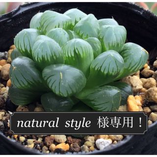 多肉植物　natural  style  様専用ページ！！(その他)