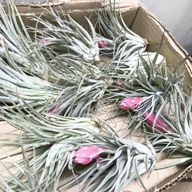 花芽付き♪ Tillandsia チランジア コットンキャンディパープル 3株