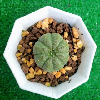 シンメトリカD ユーホルビア オベサssp 多肉植物　サボテン(その他)