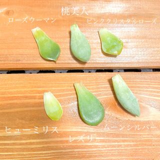 ＊ 多肉植物　葉挿し6種セット ＊  ピンククリスタルローズ入り♡(その他)