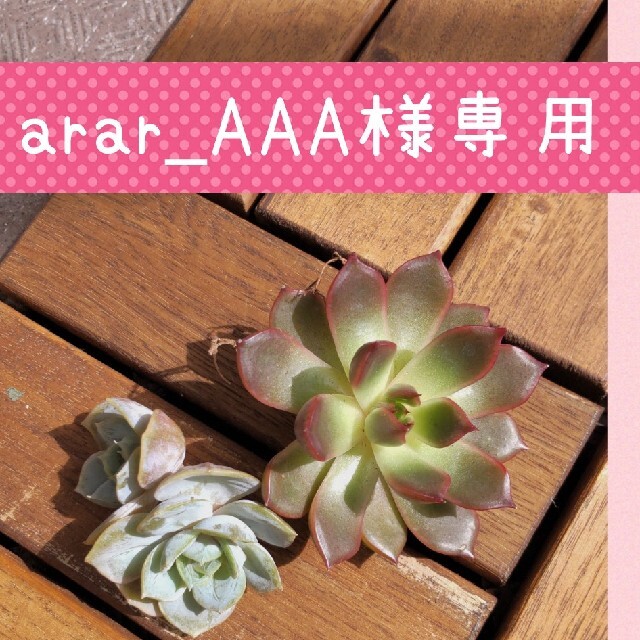 arar_AAA様専用 ハンドメイドのフラワー/ガーデン(その他)の商品写真