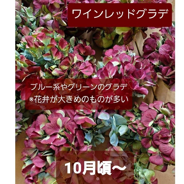 秋色紫陽花ドライフラワー♡オーダーページ ハンドメイドのフラワー/ガーデン(ドライフラワー)の商品写真
