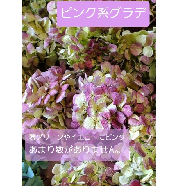 秋色紫陽花ドライフラワー♡オーダーページ ハンドメイドのフラワー/ガーデン(ドライフラワー)の商品写真