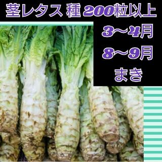 茎レタス 種子200粒以上 莴笋(野菜)