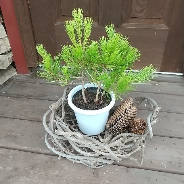 【完全無農薬】赤松 苗木存在感のある1本！鉢に植えると30cmほどの物 インテリア/住まい/日用品のインテリア小物(その他)の商品写真