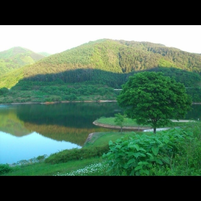 【完全無農薬】赤松 苗木存在感のある1本！鉢に植えると30cmほどの物 インテリア/住まい/日用品のインテリア小物(その他)の商品写真