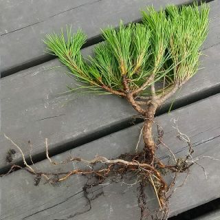 【完全無農薬】赤松 苗木存在感のある1本！鉢に植えると30cmほどの物(その他)