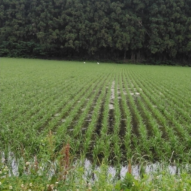 令和2年産栃木県特一等米コシヒカリ15キロ玄米無農薬にて作ったお米です。米/穀物