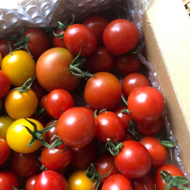 無農薬　トマトセット　箱込み1kg 食品/飲料/酒の食品(野菜)の商品写真