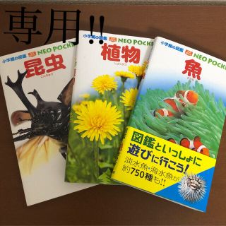 ショウガクカン(小学館)の⚠️専用‼️ 小学館の図鑑「魚・昆虫・植物」3冊セット NEO POCKET(絵本/児童書)