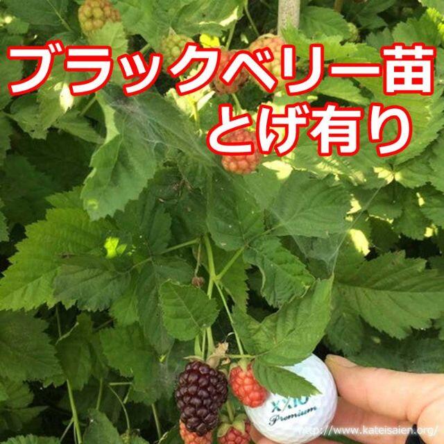 sumiさん■ブラックベリー果樹苗トゲ有りボイセンベリー2苗 食品/飲料/酒の食品(フルーツ)の商品写真