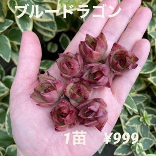 【再入荷】エケベリア　青龍　ブルードラゴン　小苗　多肉植物　韓国苗(その他)