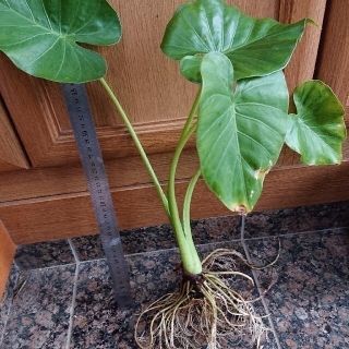 観葉植物 クワズイモ 大1株 抜き苗 ③(プランター)