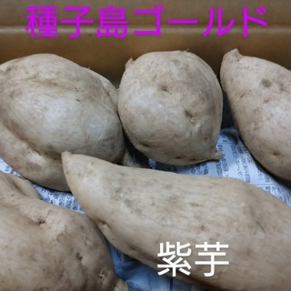 種子島ゴールド 5キロ(野菜)