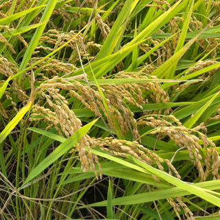 （週末特価）低農薬　新米あきさかり　玄米１０キロ(米/穀物)