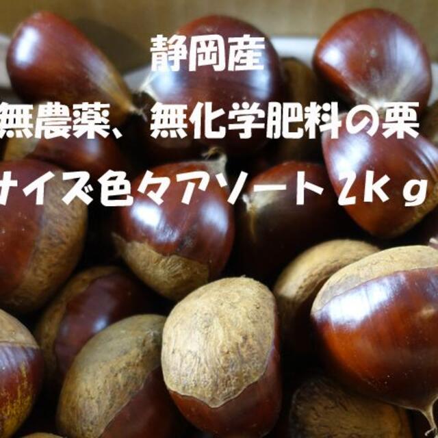 静岡産　無農薬　無化学肥料の大き目なサイズ　アソート２㎏の生栗 食品/飲料/酒の食品(フルーツ)の商品写真