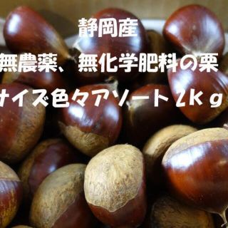 静岡産　無農薬　無化学肥料の大き目なサイズ　アソート２㎏の生栗(フルーツ)