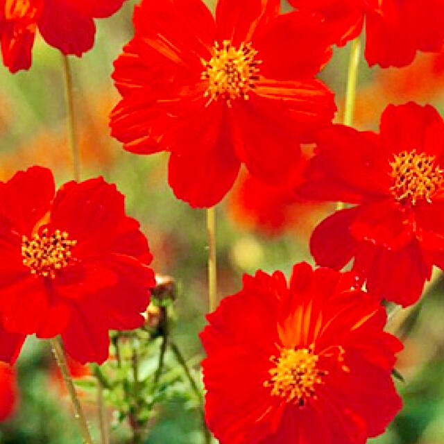 キバナコスモス（黄花秋桜）苗　赤色　レッドコンパクト ハンドメイドのフラワー/ガーデン(その他)の商品写真