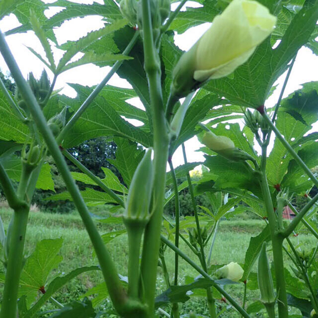 無農薬野菜　コンパクト　詰め合わせ　採りたてセット 食品/飲料/酒の食品(野菜)の商品写真