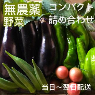 無農薬野菜　コンパクト　詰め合わせ　採りたてセット(野菜)