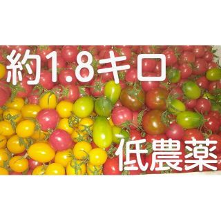 junkobo様専用・完熟低農薬ミニトマトセット約1.8キロ(野菜)