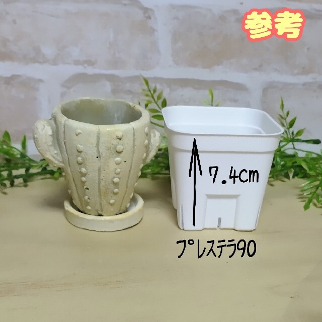 サボテンのポット(受皿付き)：2個セット】植木鉢プランター多肉植物 寄せ植えの通販 by ちぃ's shop｜ラクマ