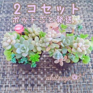 2個セット 多肉植物 ポットごと発送  根付き パープルヘイズ  セダムミックス(その他)