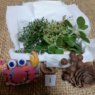 1  多肉植物カット苗(プランター)