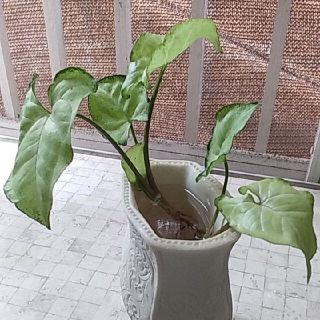 観葉植物　シンゴニュウム抜き苗(ドライフラワー)