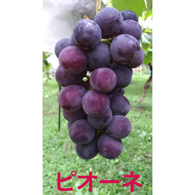 信州葡萄 3種詰め合わせ 約4kg(9房) 黄甘 巨峰 ピオーネ 食品/飲料/酒の食品(フルーツ)の商品写真