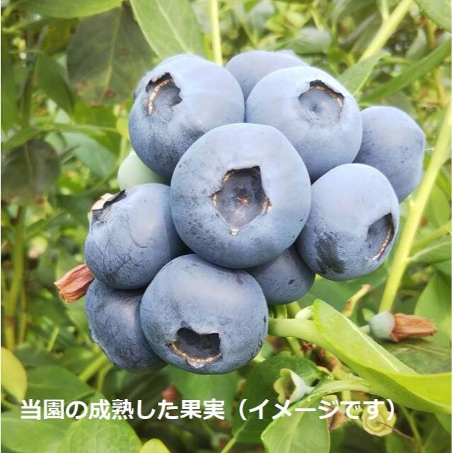 無添加乾燥ブルーベリー35g(1袋)×2個　手軽なおやつ　ドライフルーツ 食品/飲料/酒の加工食品(乾物)の商品写真