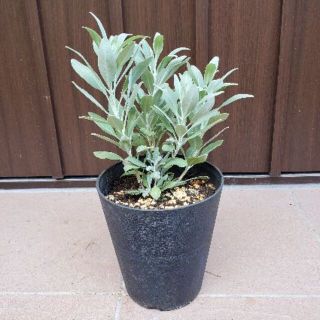個性葉植物 Ruco プロフィール必読 フリマアプリ ラクマ 個性葉植物 Ruco プロフィール必読 フリマアプリ ラクマ